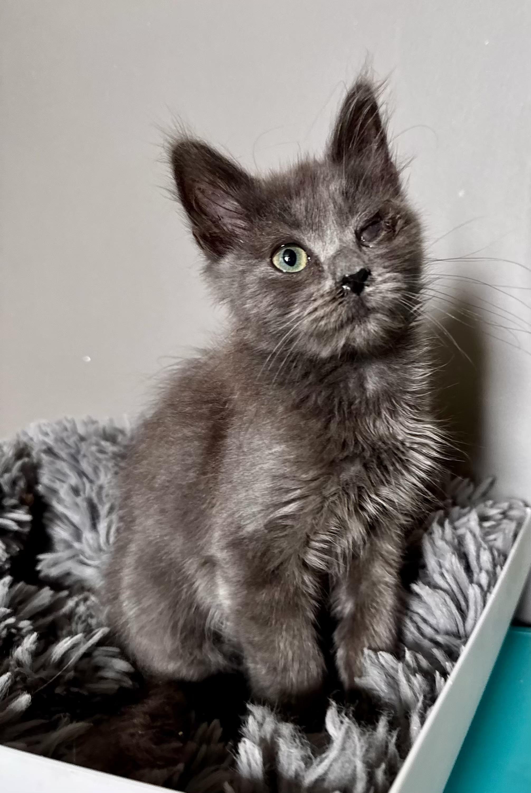 petfinder greensboro