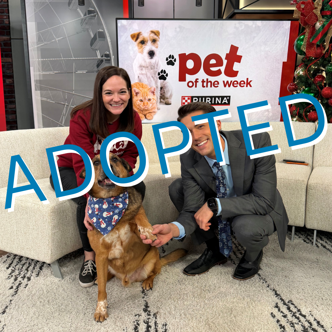 adoption in missouri pets