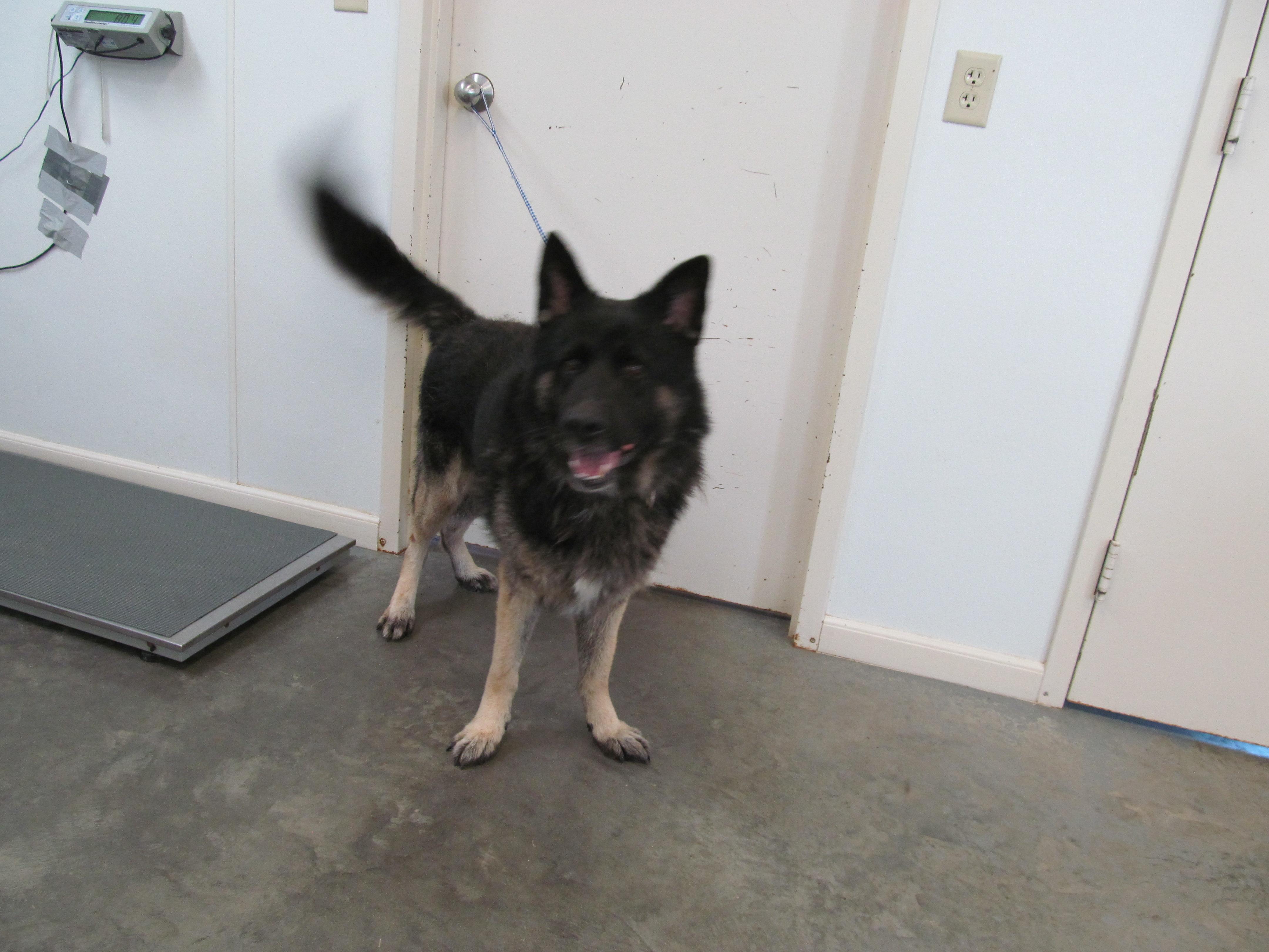 petfinder corpus christi