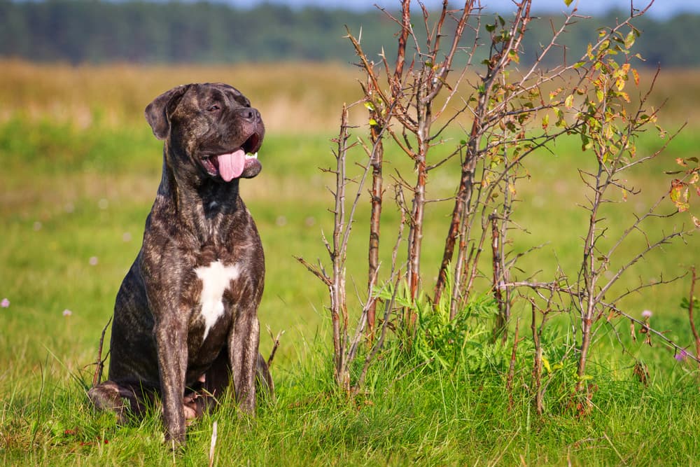 large brindle dog breeds