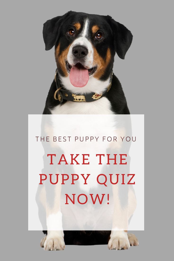 dog for me quiz