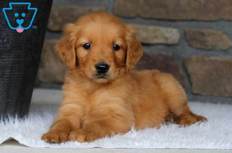 full breed puppies for sale near me