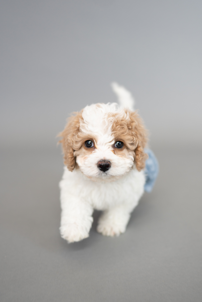 maltipoo puppies for sale in florida