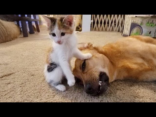 cat and dog friends