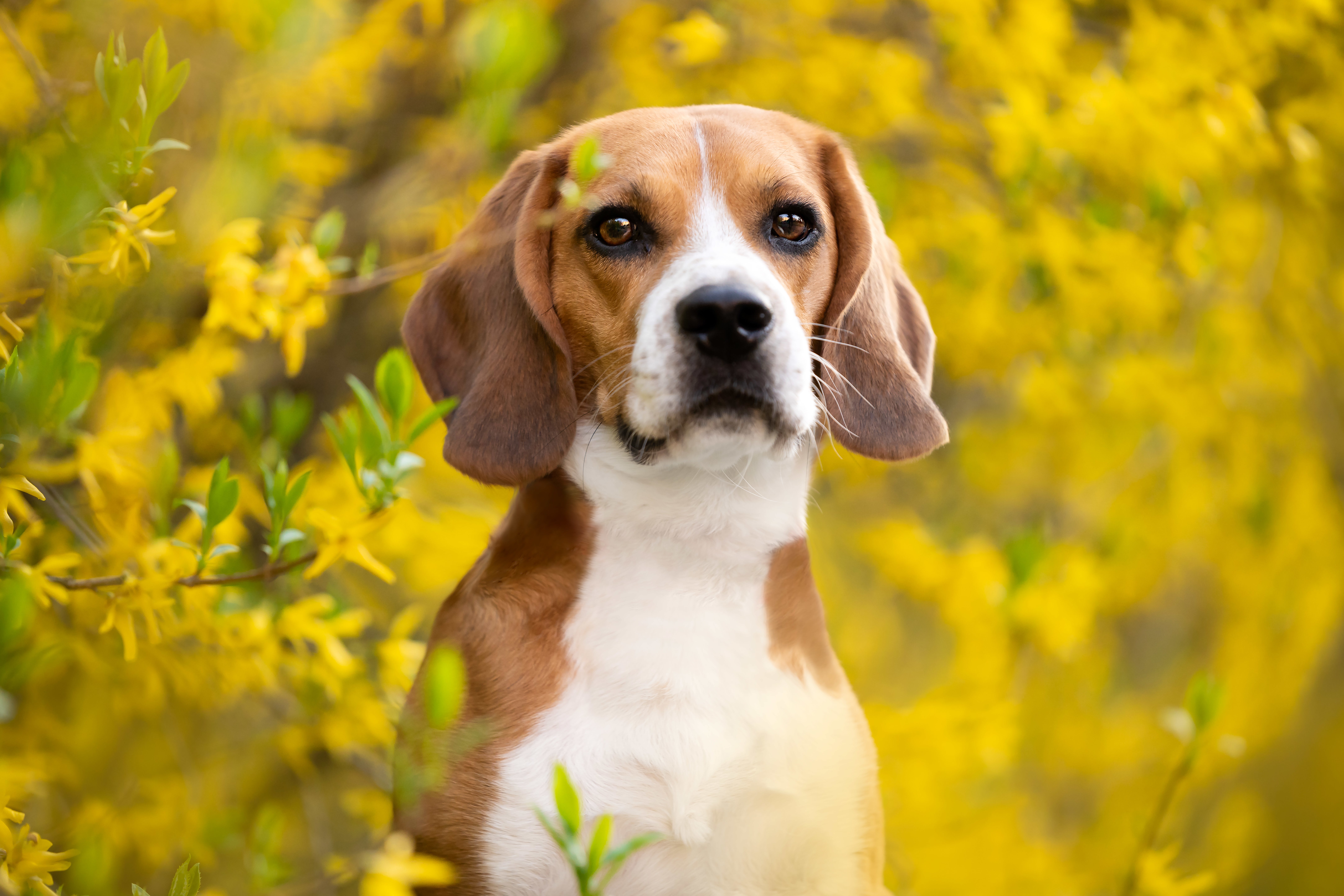 beagle petfinder