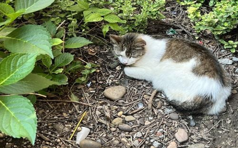 cat rescues in my area