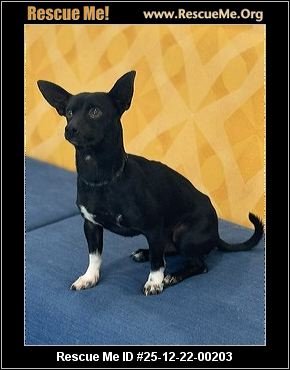 chihuahua rescue new england