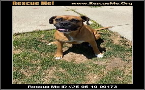 boxer breeders in california