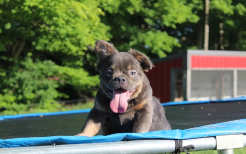 puppies for sale in maine classifieds by owner