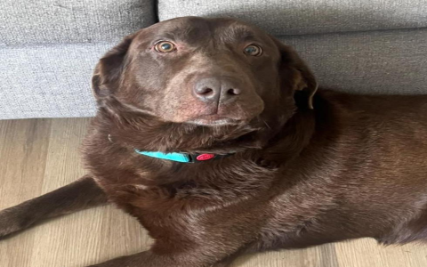 adoption in missouri pets