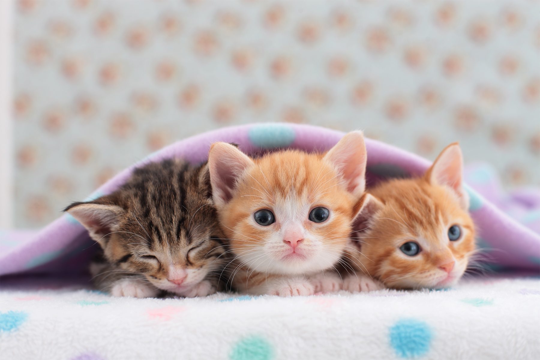 photos of cute kittens