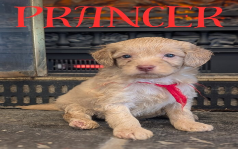 best website to sell puppies