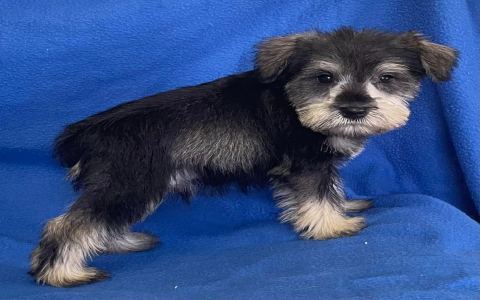 boston terrier puppies in indiana