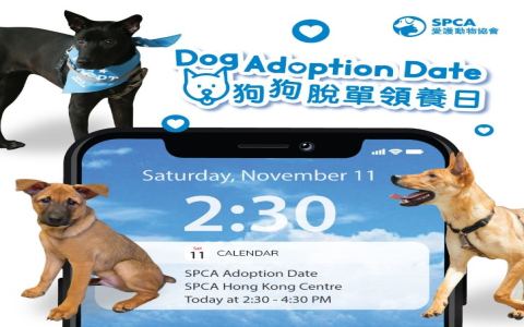 same day dog adoption