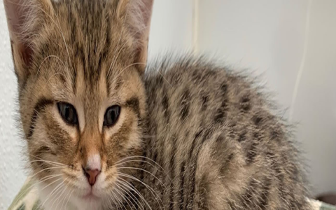 shelters taking cats near me