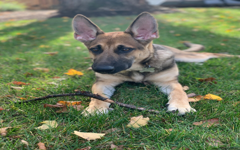 german shepherd puppies rescue illinois