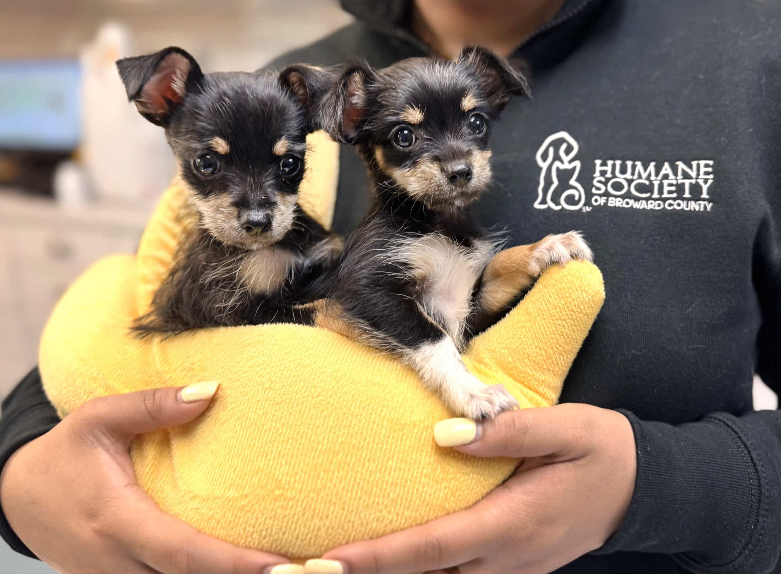 dogs available for fostering near me