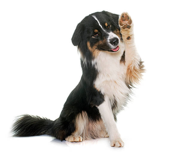 australian shepherd paws