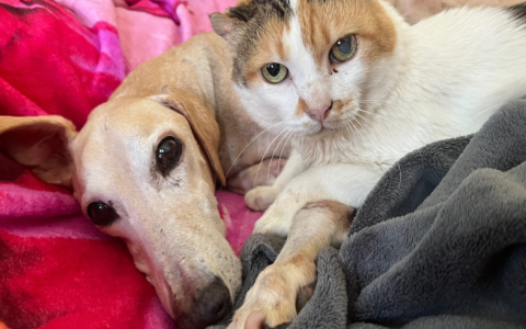 dog cat best friends