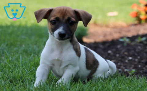 jack russell puppies for sale in pa