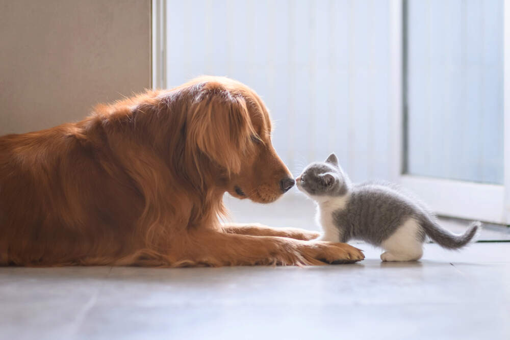 kitten and dog