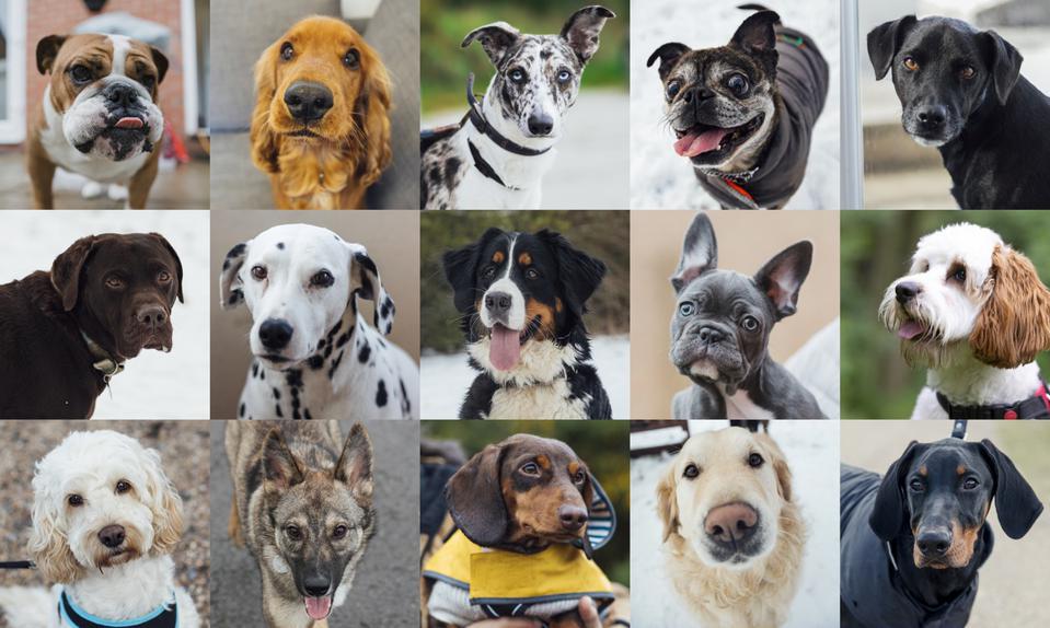 best dog for me test