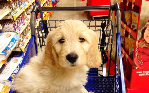 petsmart store locator canada