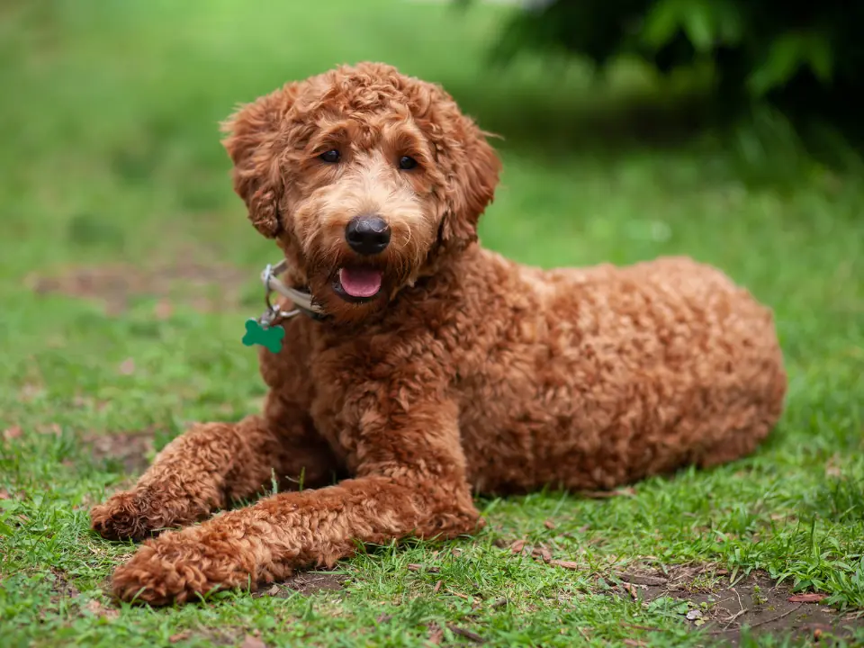 best food for labradoodle