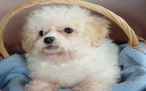 maltipoo puppies for sale in illinois