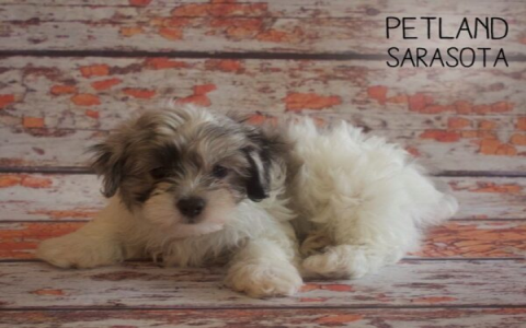 merle maltipoo for sale
