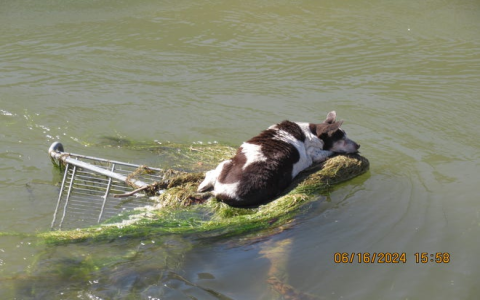 dog rescues 2 year old in arizona