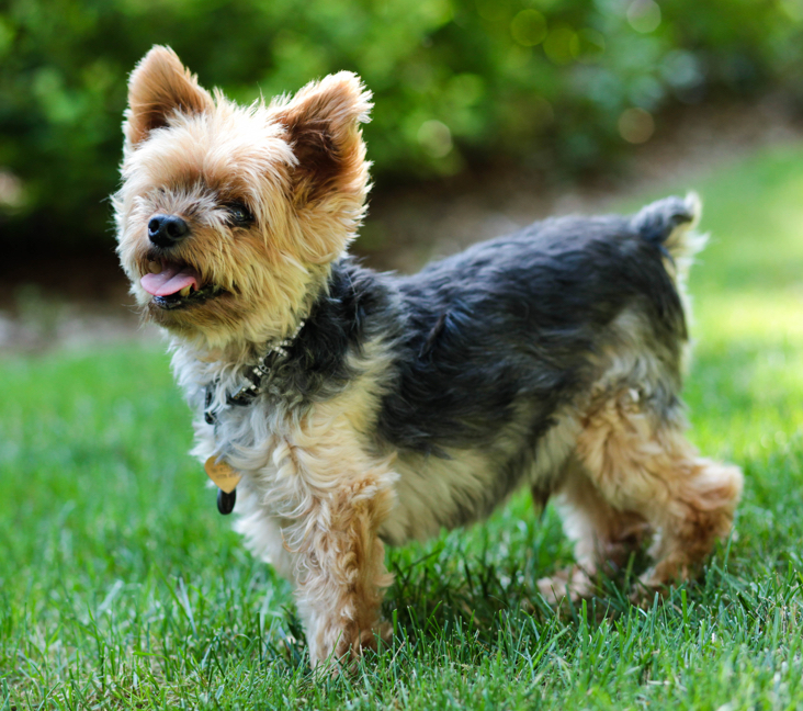 yorkshire terrier puppies near me