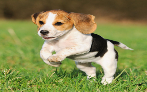 beagle puppies florida