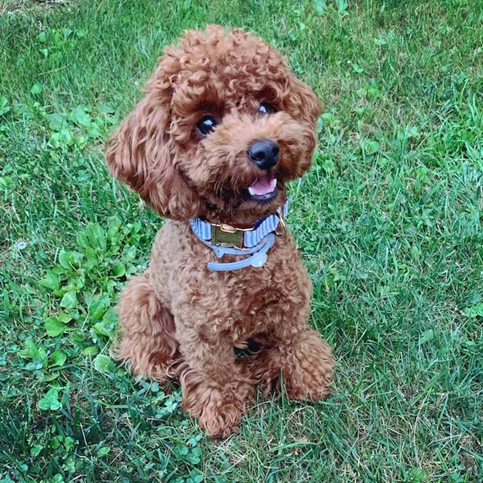 toy poodles for sale in indiana