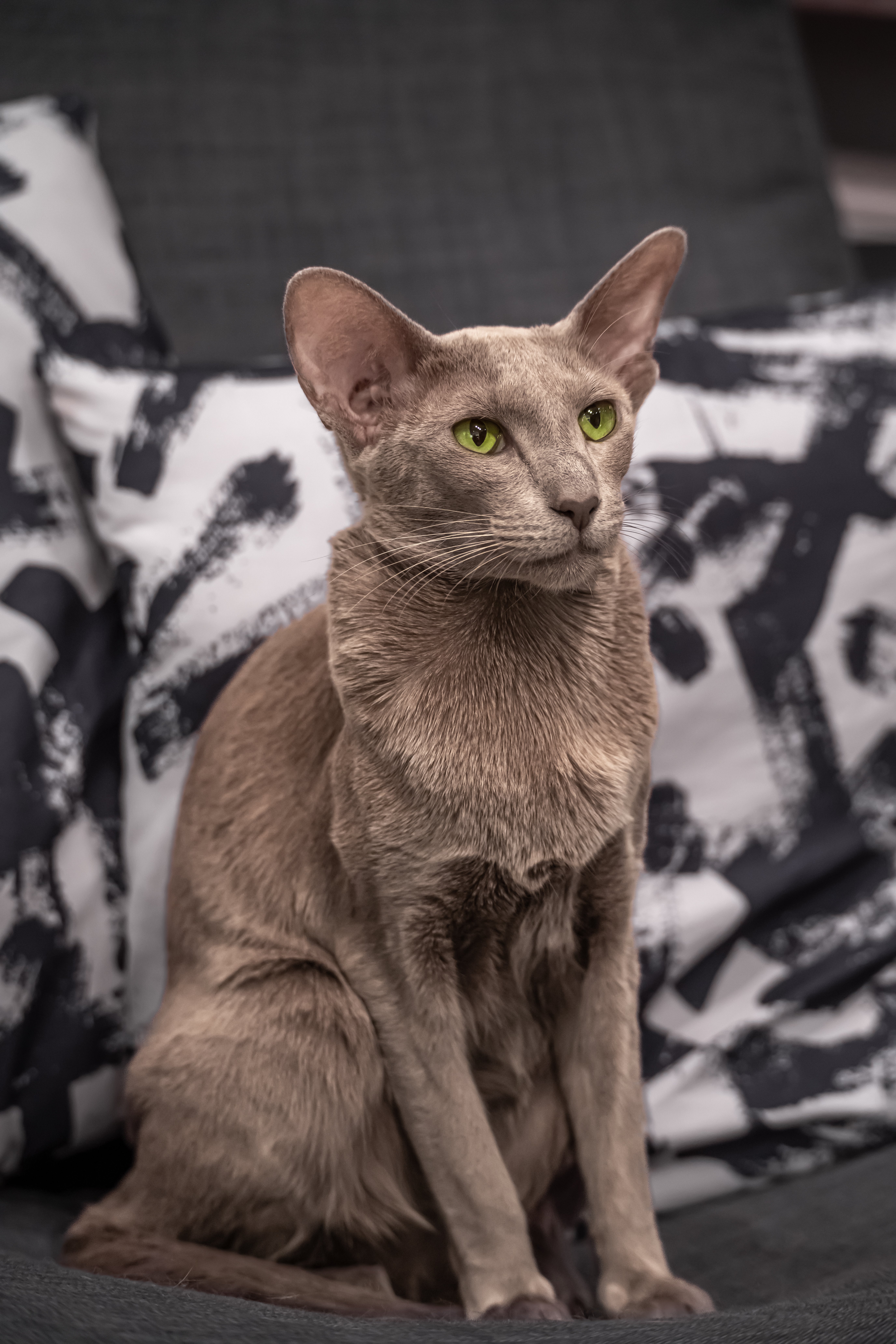 oriental shorthair cat adoption