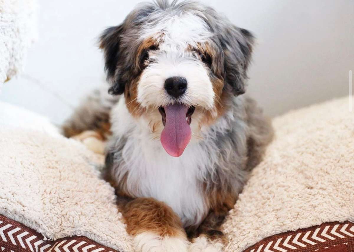 petite bernedoodle for sale