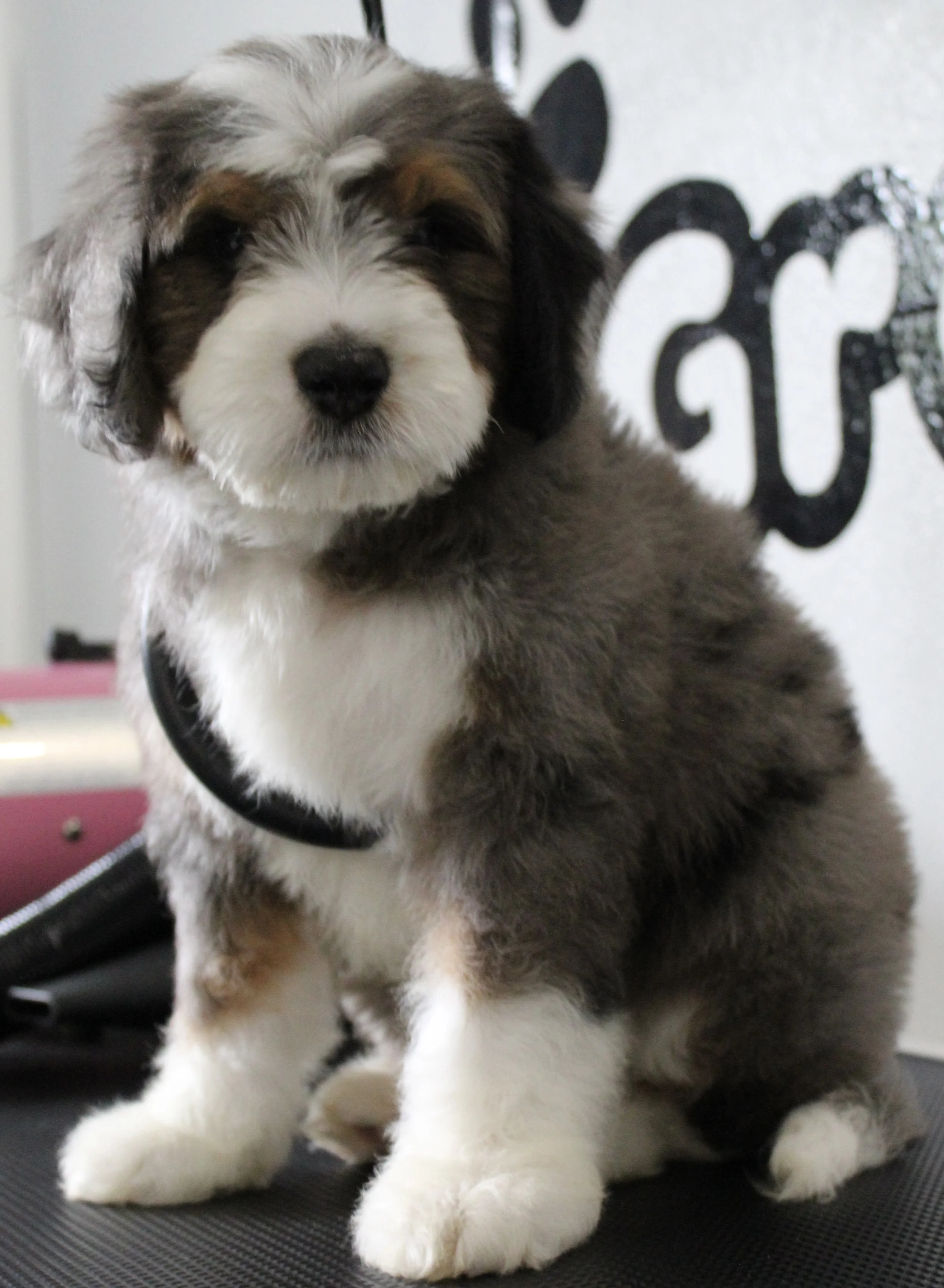 bernedoodle breeders new england