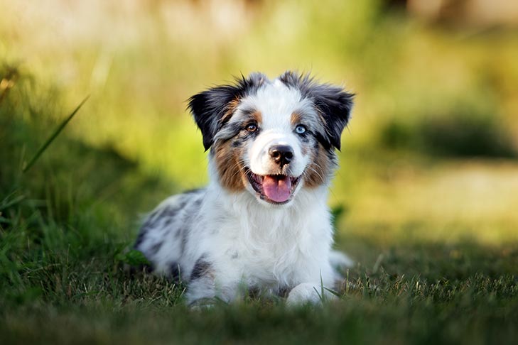 miniature australian shepherd texas