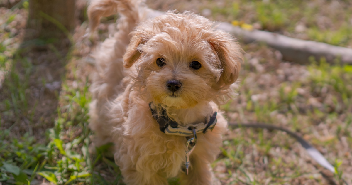 maltipoo puppies for sale texas