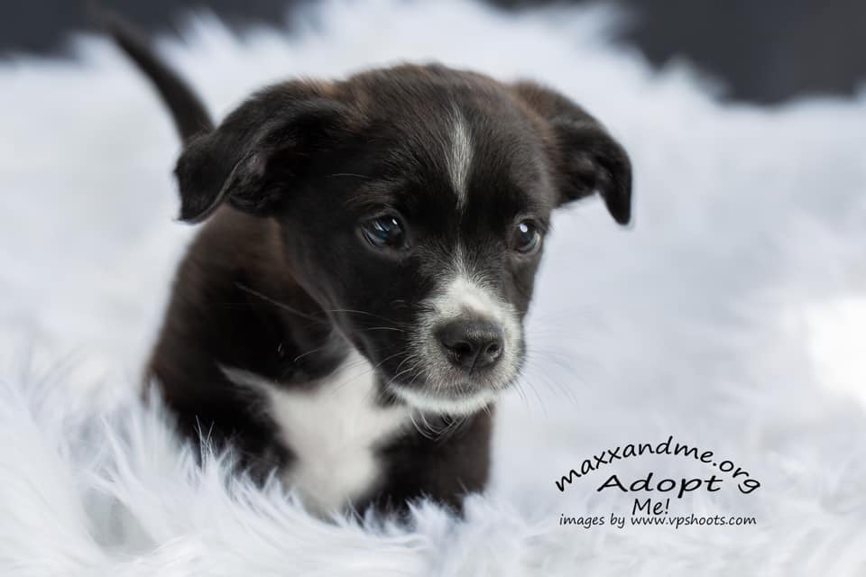 dog rescue groups near me