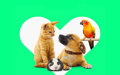 best online pet stores