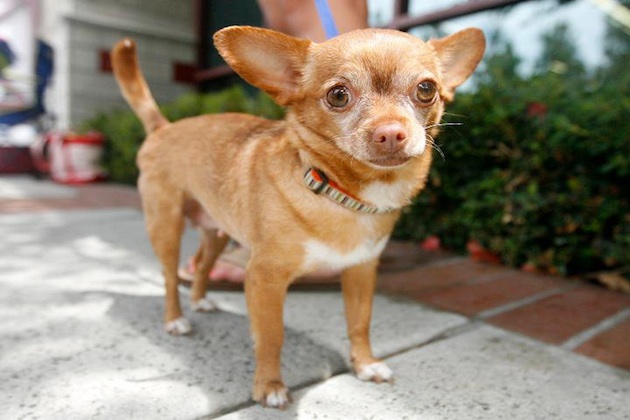 chihuahua mix near me