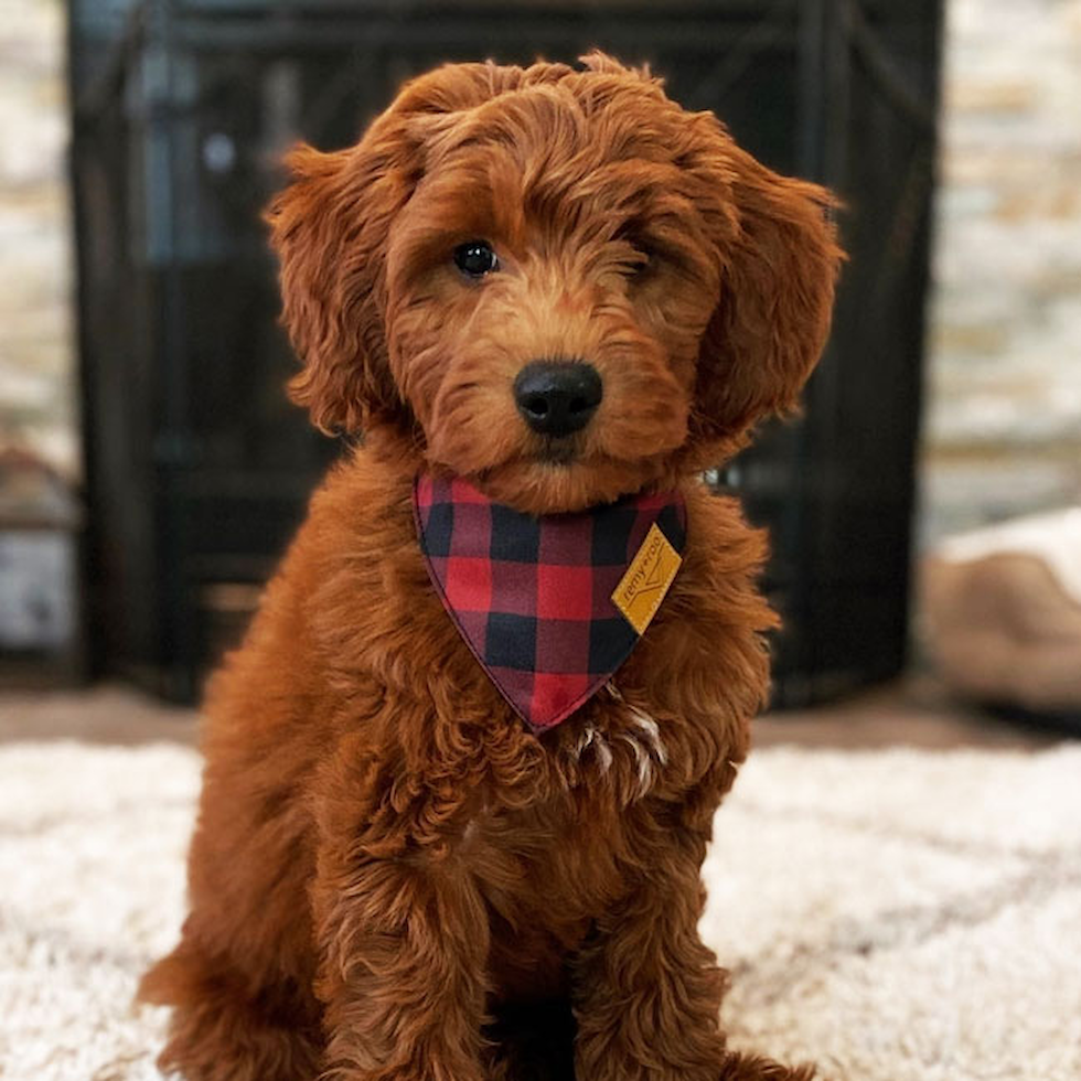 goldendoodle puppies for sale in indiana