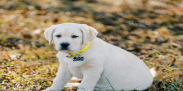 lab mix rescue near me