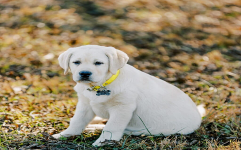 lab mix rescue near me