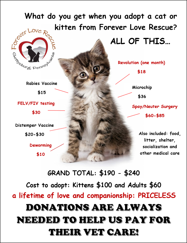 same day cat adoption near me