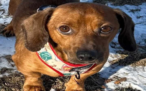 dachshund breeders illinois