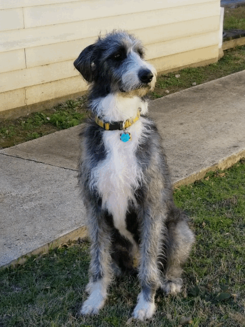 great dane labradoodle mix