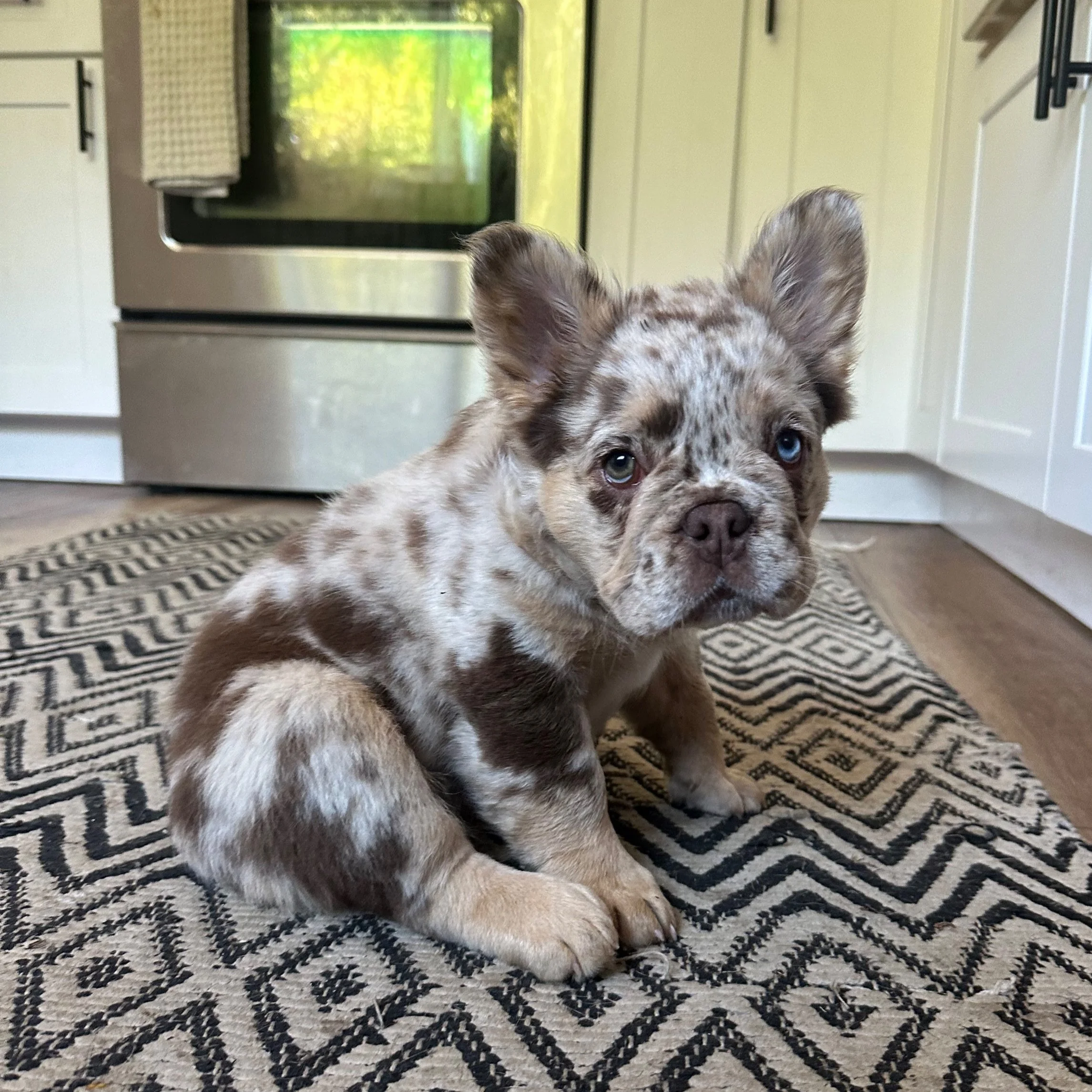 fluffy french bulldog merle