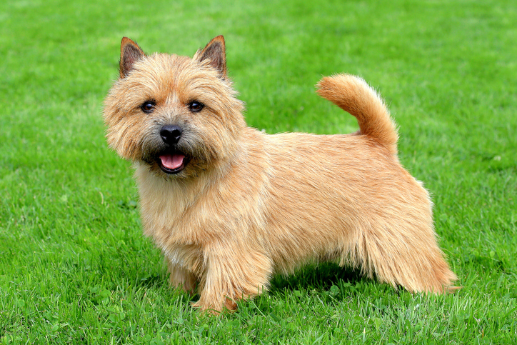 norwich terrier rescue uk